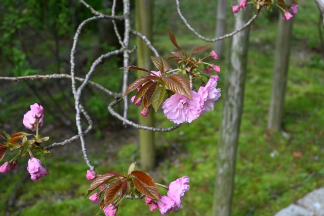 sakura_sato_260408_03