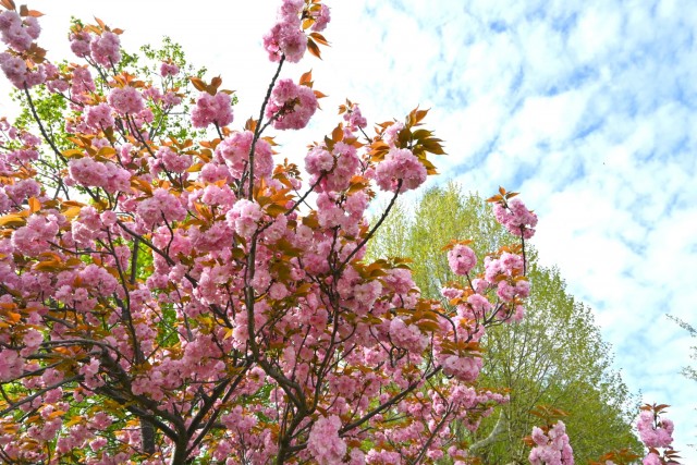 sakura_sato_260414_01