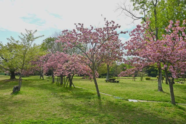 sakura_sato_260414_02