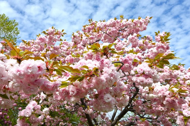 sakura_sato_260414_03