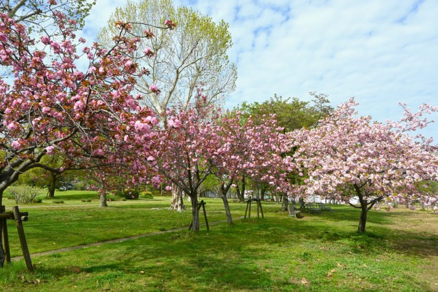 sakura_sato_260414_04