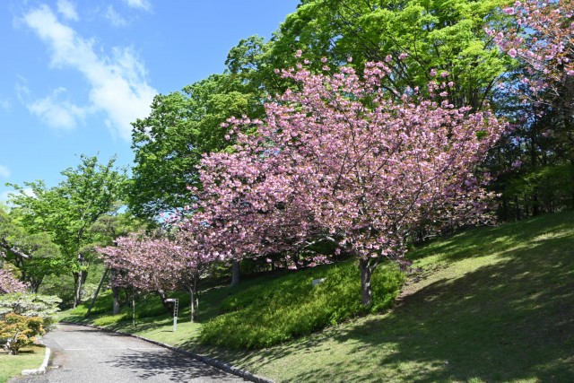 sakura_sato_260416_01