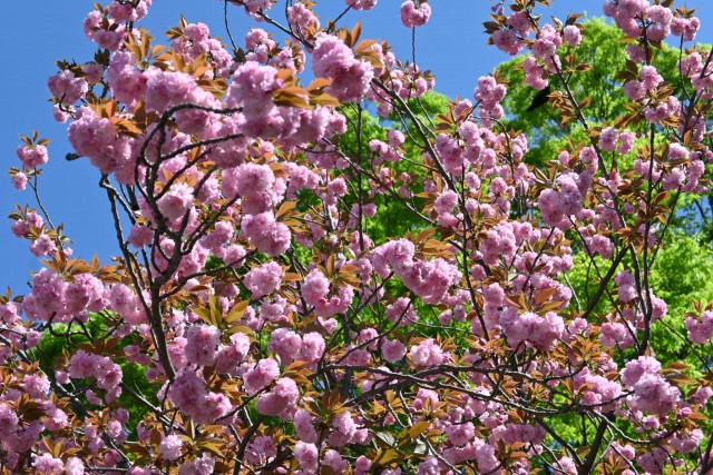 sakura_sato_260416_02