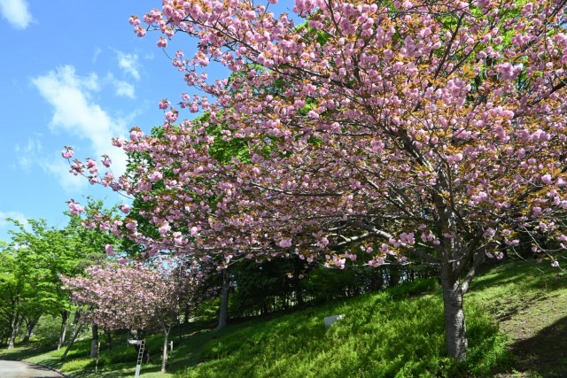 sakura_sato_260416_03