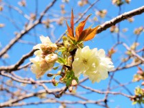 sakura_satozakura_210402_01