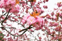 sakura_satozakura_220412_02