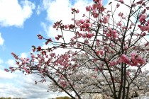 sakura_satozakura_250404_01