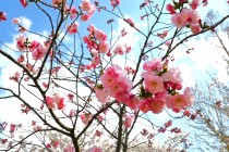 sakura_satozakura_250404_02