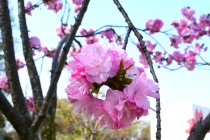 sakura_satozakura_250407_01