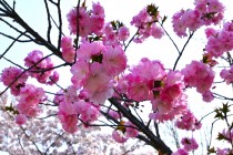 sakura_satozakura_250407_02