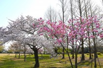 sakura_satozakura_250407_03