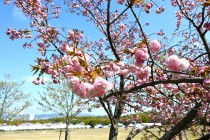 sakura_satozakura_250409_01