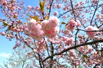 sakura_satozakura_250409_02