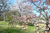 sakura_satozakura_250409_03