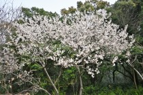 sakura_seiyo_220321_02