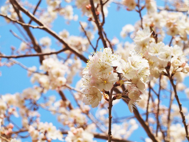 sakura_seiyo_220321_01