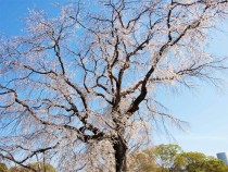 sakura_shidare_210402_01