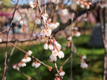sakura_shidare_210402_02