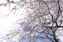 sakura_shidare_220327_02