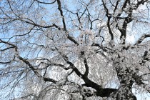 sakura_shidare_220401_02