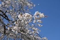 sakura_shidare_220405_02