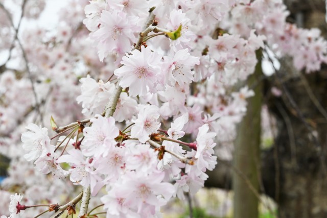 sakura_shidare_220412_01