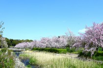 sakura_shidare_250409_01