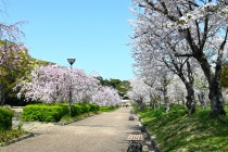 sakura_shidare_250409_02