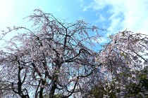 sakura_shidare_250417_02