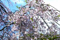 sakura_shidare_250417_03