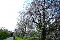 sakura_shidare_250417_04