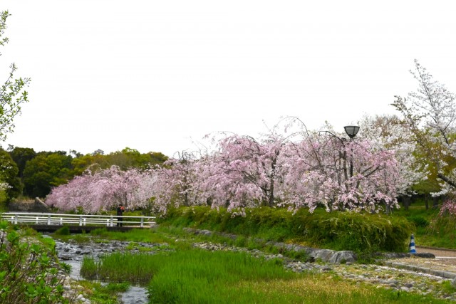 sakura_shidare_260407_01