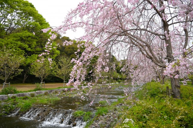 sakura_shidare_260407_02