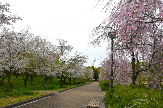 sakura_shidare_260407_03
