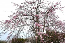 sakura_shidare_nagare_250402_01