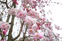 sakura_shidare_nagare_250402_02
