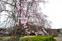 sakura_shidare_nagare_250402_03