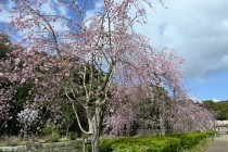 sakura_shidare_nagare_250404_01