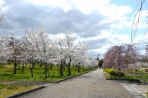 sakura_shidare_nagare_250404_02