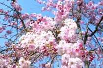 sakura_shidare_nagare_250407_01