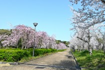 sakura_shidare_nagare_250407_03