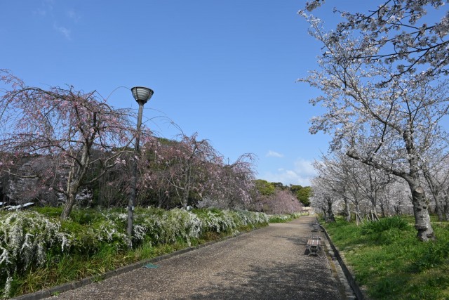 sakura_shidare_nagare_260402_01