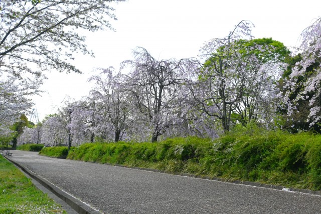 sakura_shidare_nagare_260408_01