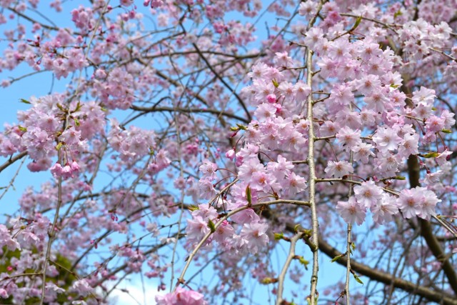 sakura_shidare_nagare_260408_02