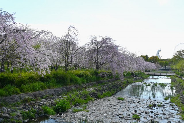 sakura_shidare_nagare_260408_03