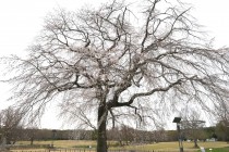 sakura_shidare_seseragi_250402_01