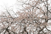 sakura_shidare_seseragi_250402_02