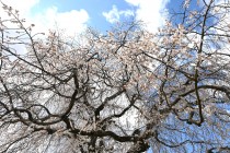 sakura_shidare_seseragi_250404_01