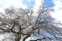 sakura_shidare_seseragi_250404_02