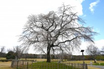 sakura_shidare_seseragi_250404_03